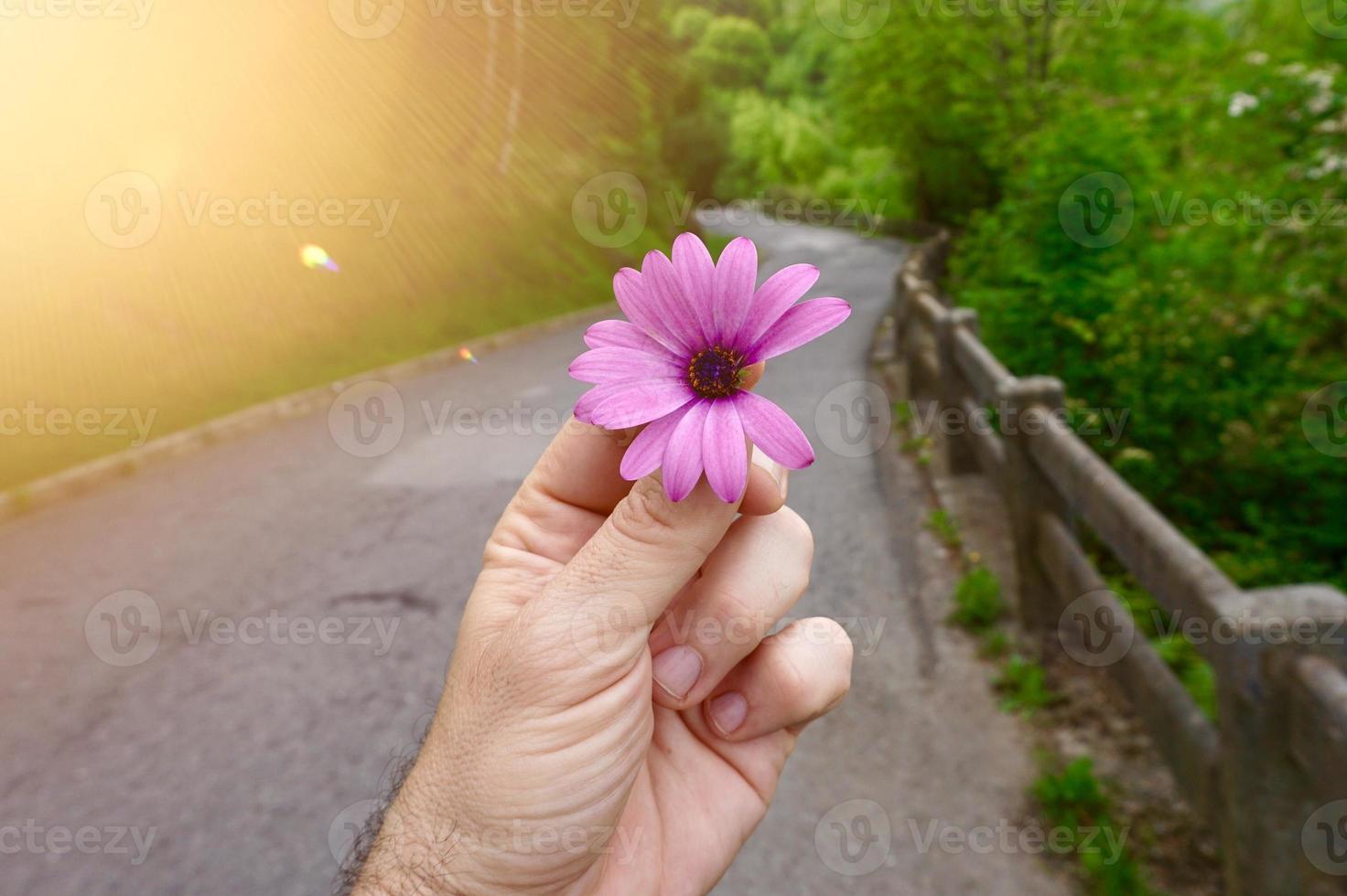 mão com uma linda flor rosa na primavera foto