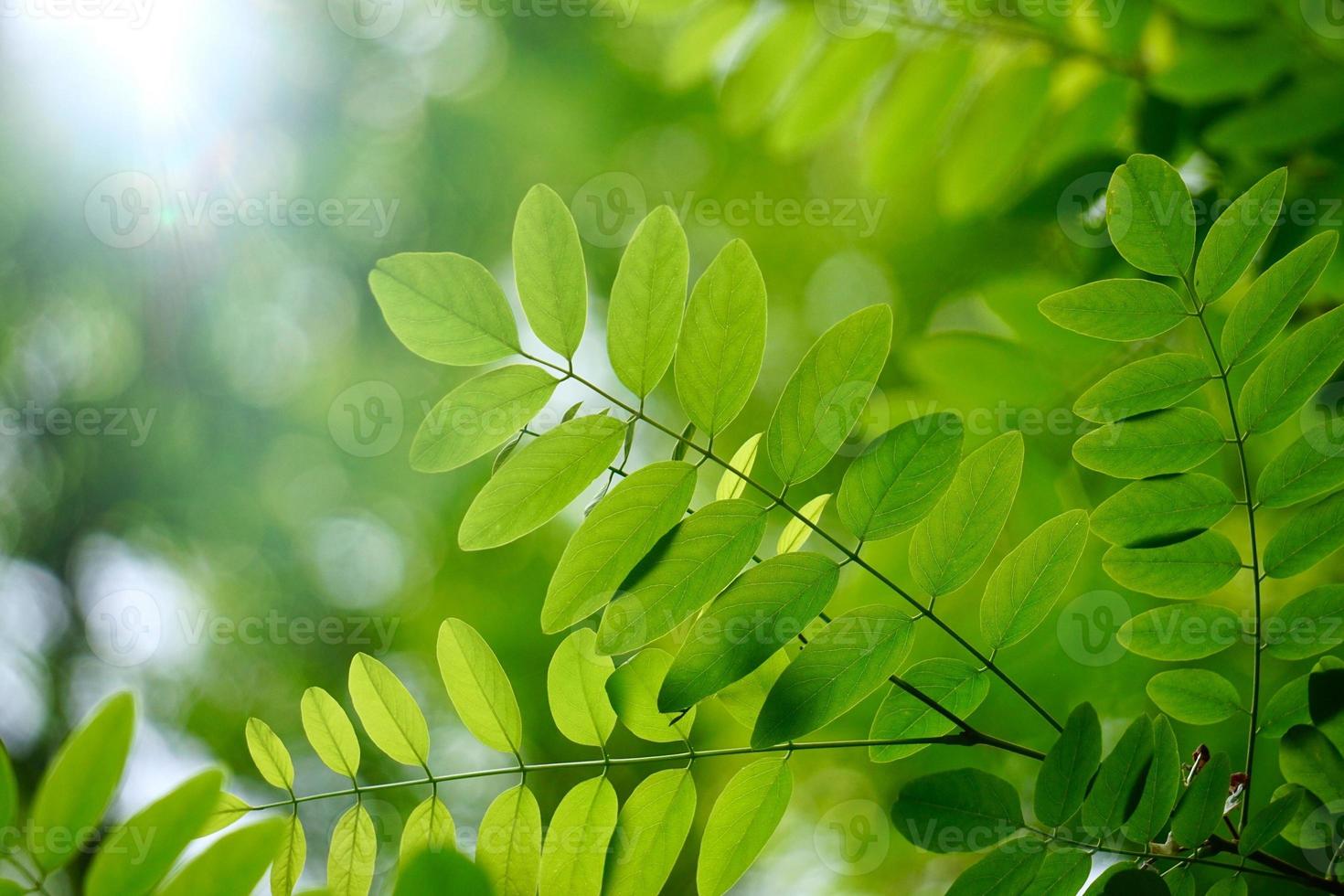 folhas verdes da árvore na temporada de primavera fundo verde foto