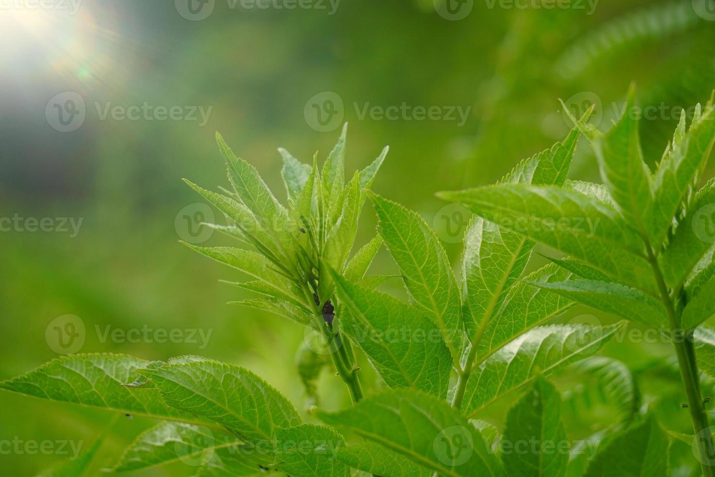 folhas verdes da árvore na temporada de primavera fundo verde foto