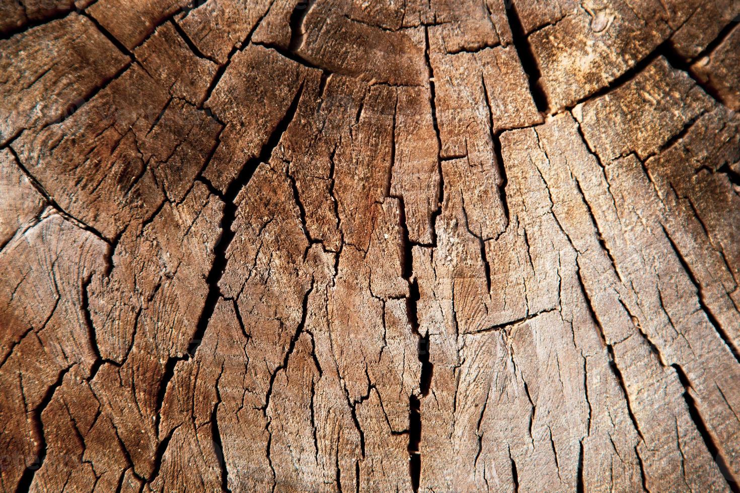 textura de madeira de tronco de árvore cortado foto