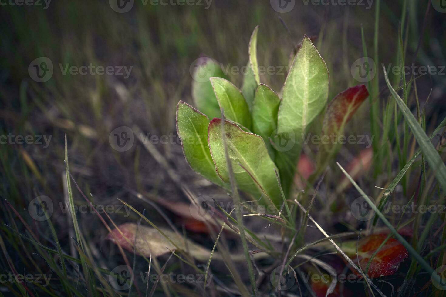 aetheorhiza plantar verde e vermelho folhas elevação acima para a Sol em Sombrio Relva Prado fundo foto