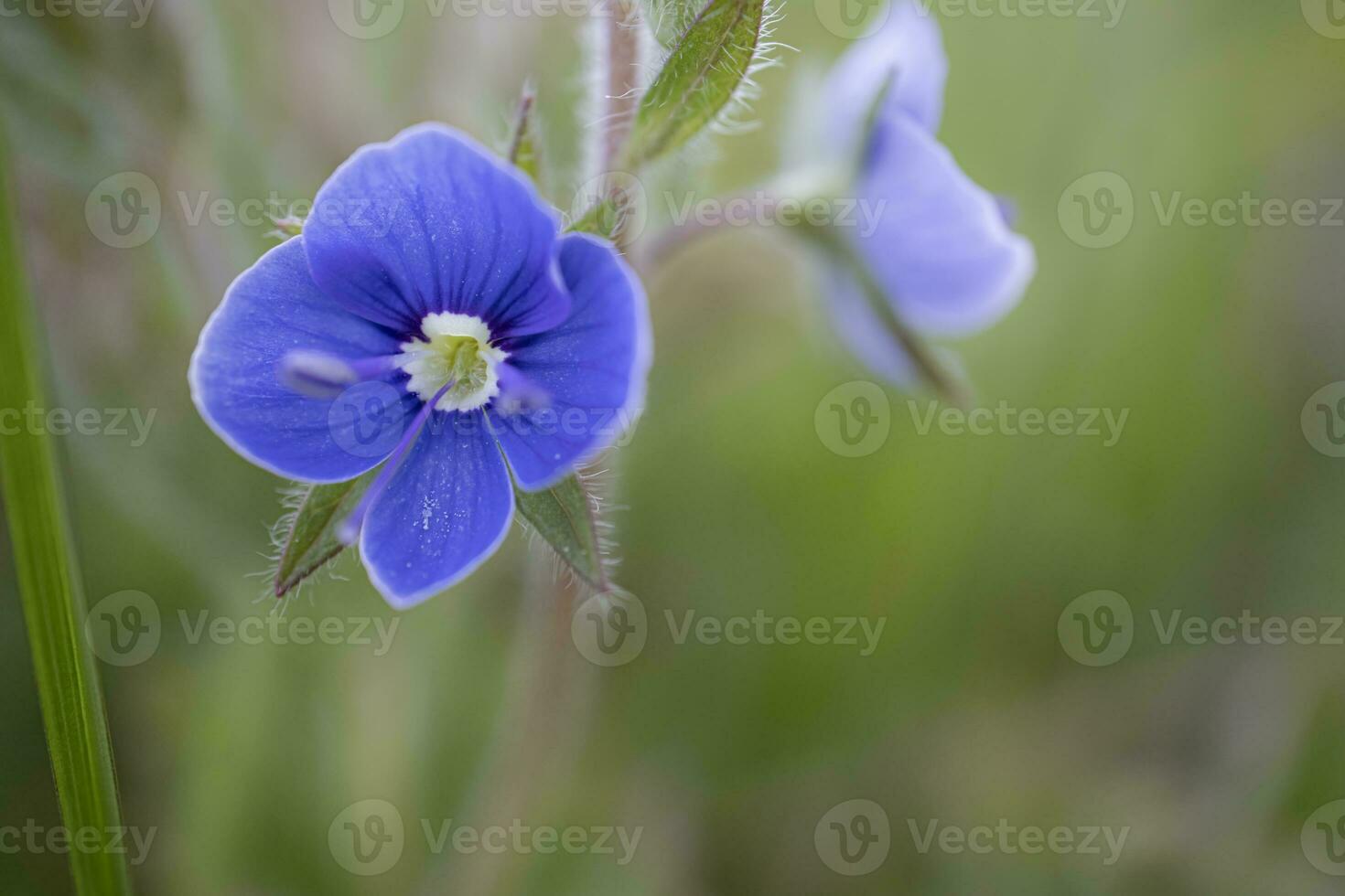 pequeno azul Não me esqueça flores em luz verde borrado fundo foto