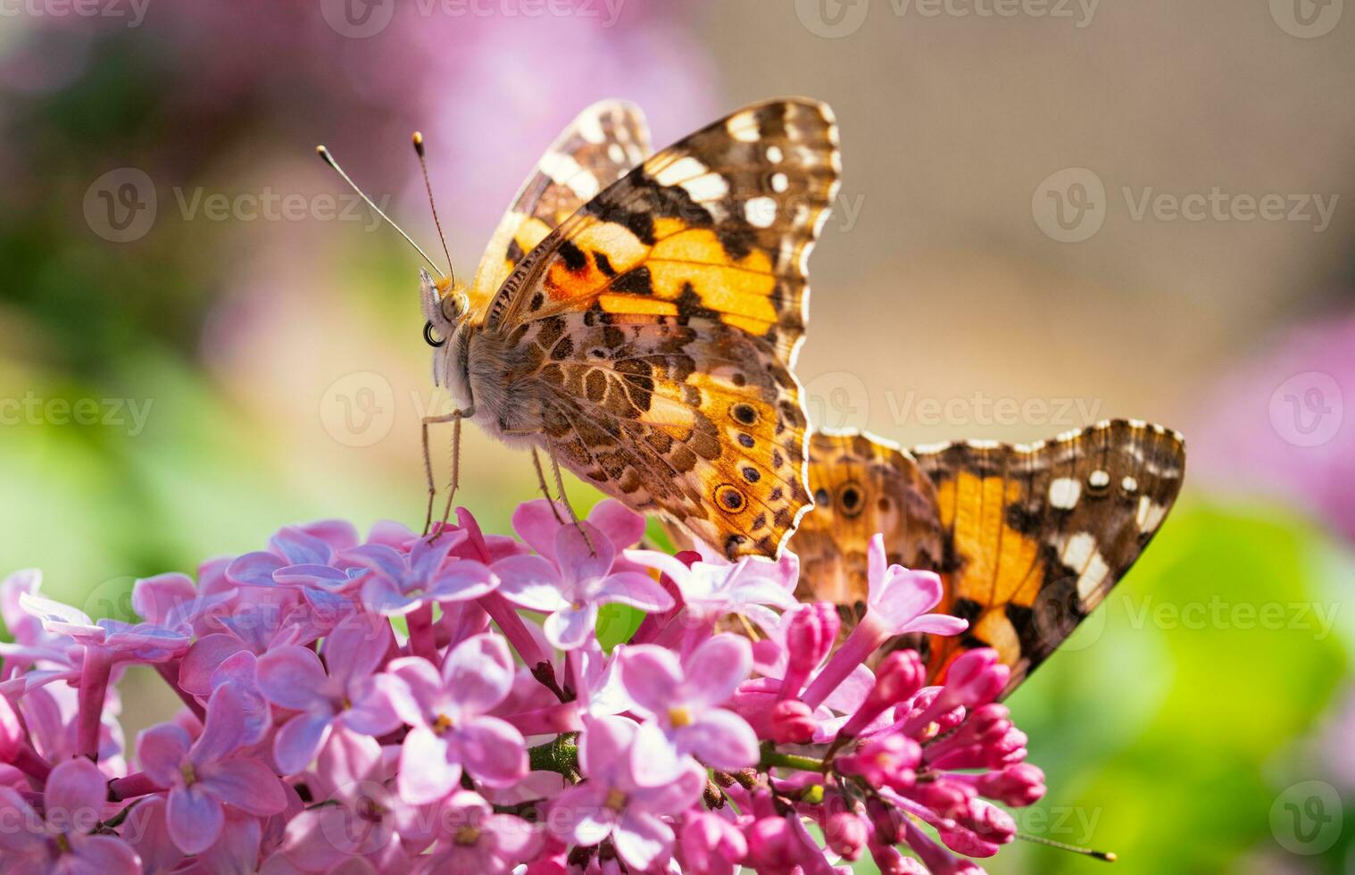 borboleta em Rosa lilás flores foto