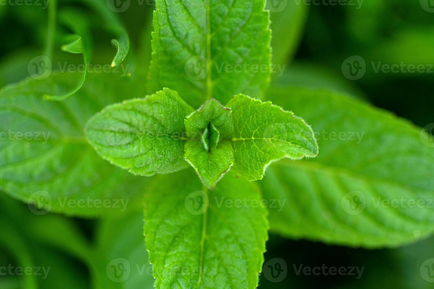 selvagem hortelã mentha Arvensis fechar acima foto