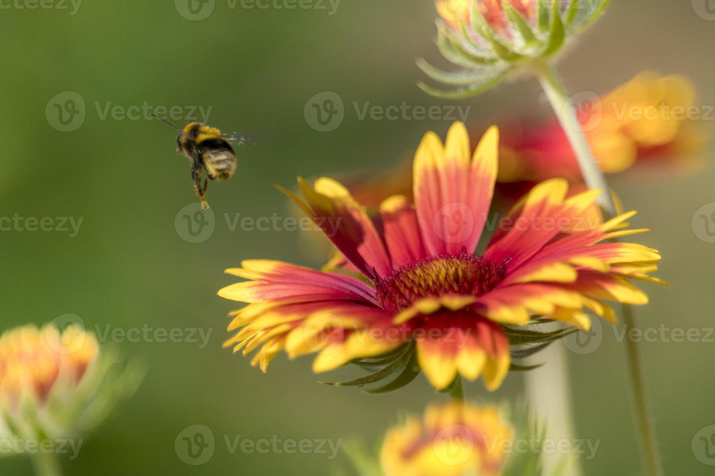 abelha em uma flor de áster isolada contra um fundo verde desfocado foto