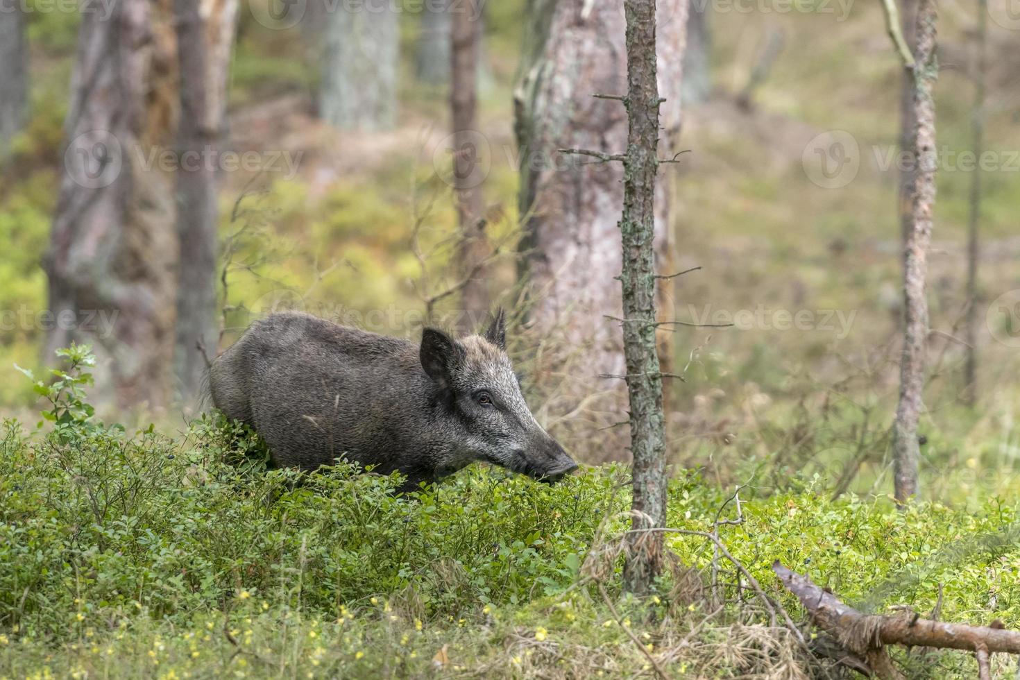 Porca selvagem na floresta enquanto come entre arbustos de mirtilo foto