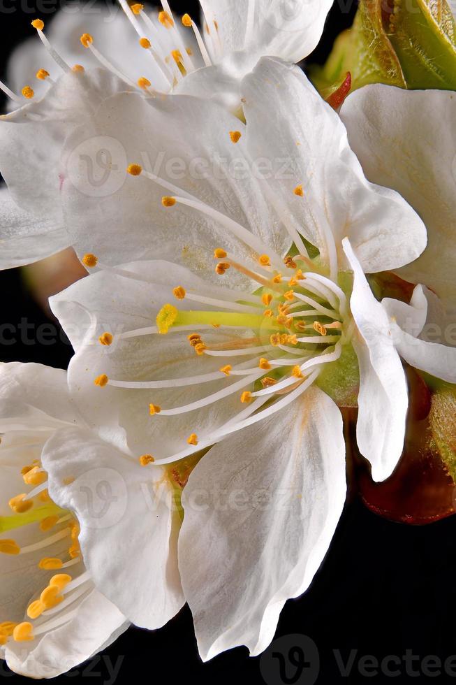 foto macro de uma flor de cerejeira com estames e pétalas