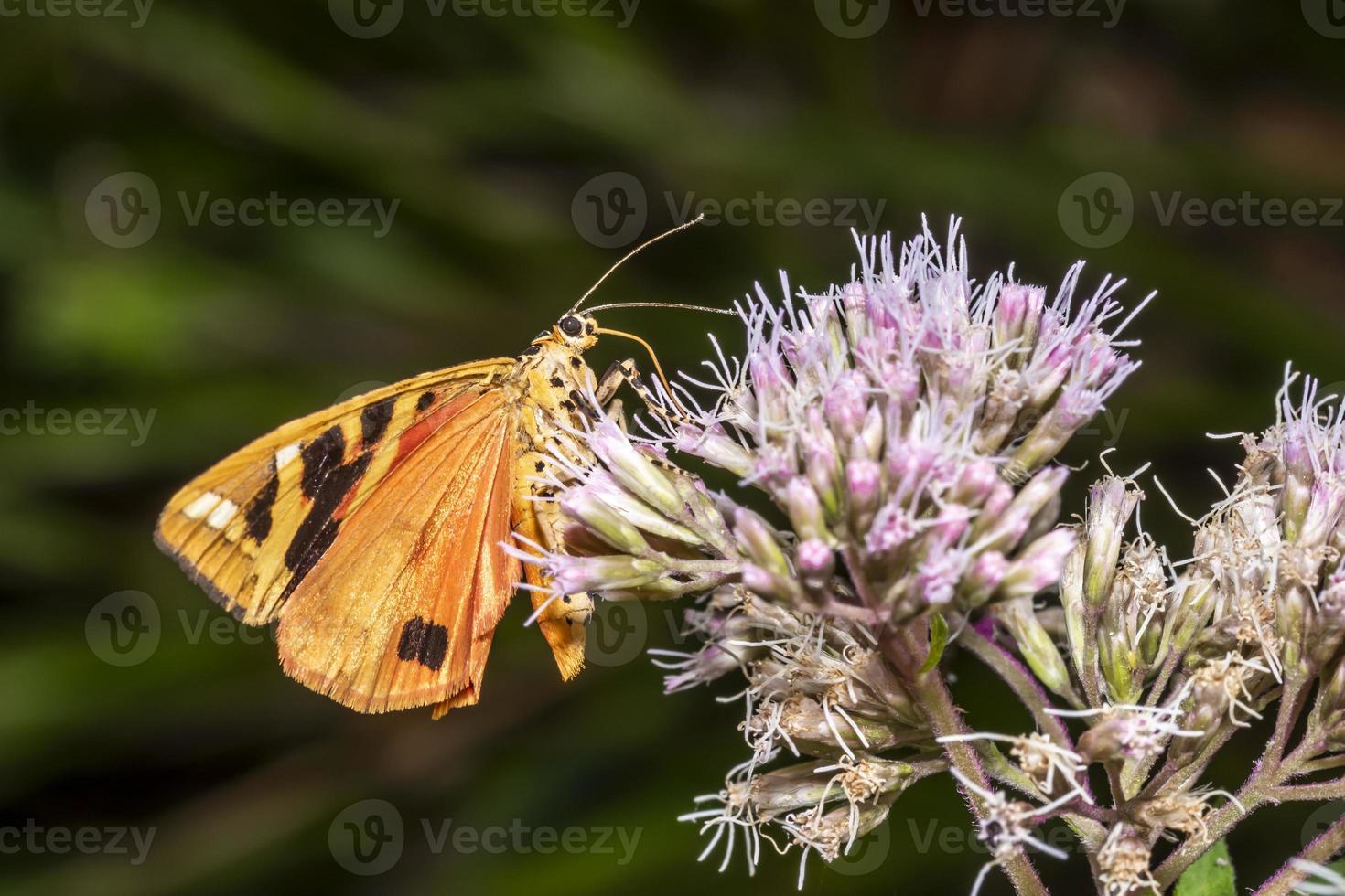 mariposa urso marrom em uma flor brilhante enquanto come néctar foto