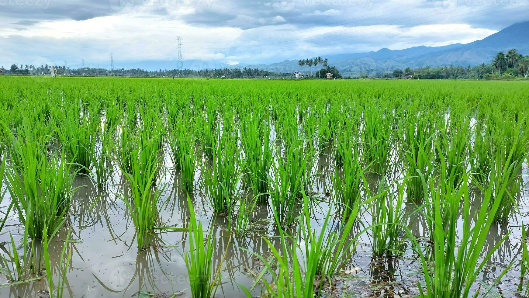 verde arroz Campos em indonésio Vila, diques, debaixo a tarde céu com lindo nuvens foto