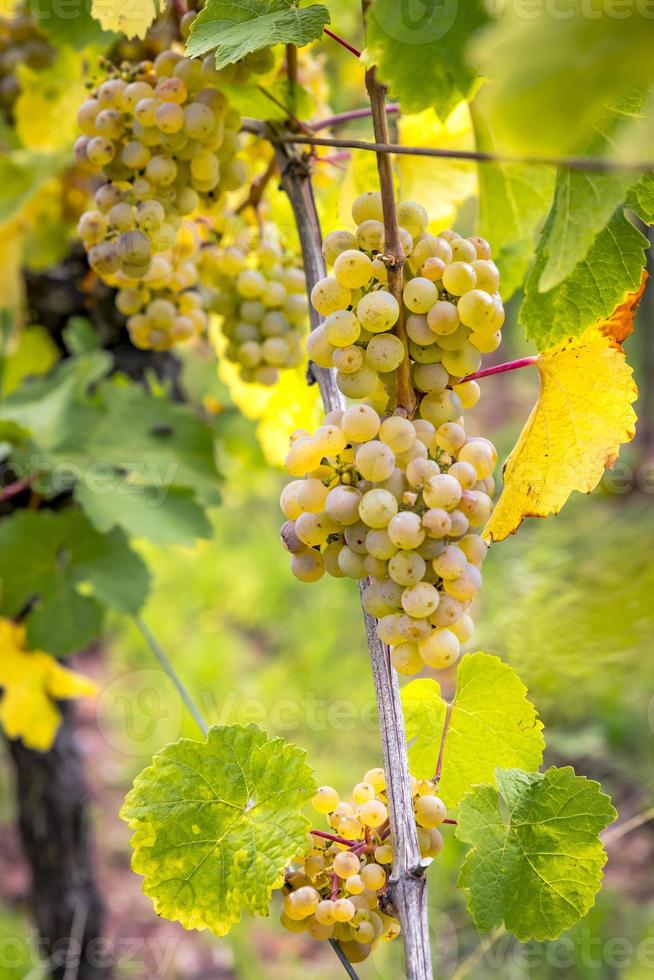 uvas maduras amarelas penduradas sob a luz de fundo direta do sol foto