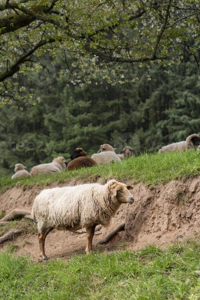 uma ovelha branca em um prado em frente a uma encosta foto