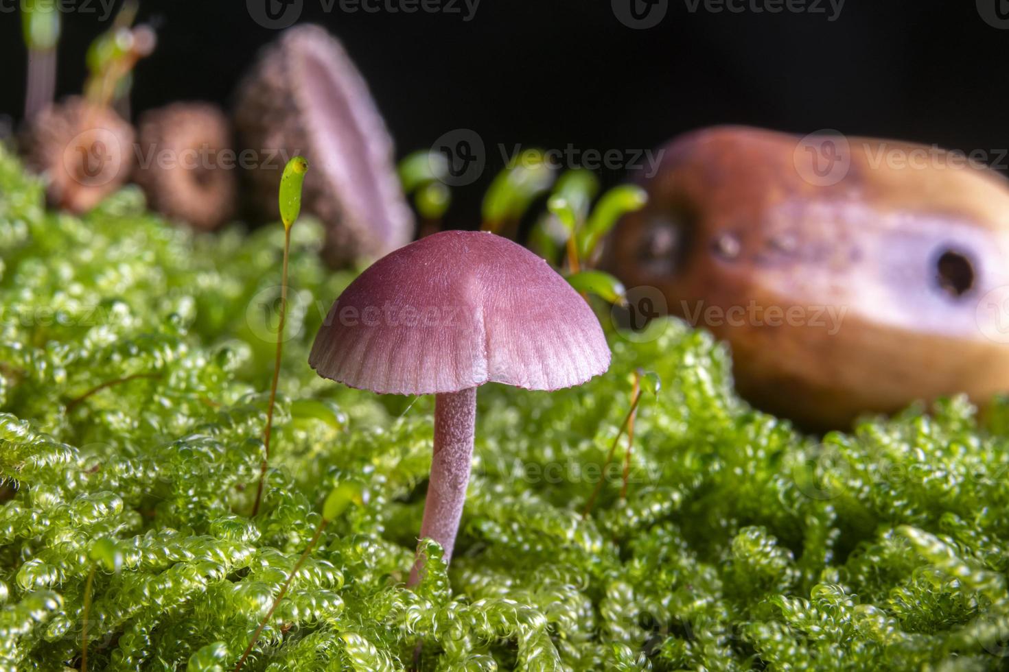 pequeno funil de laca roxa no musgo no chão da floresta foto