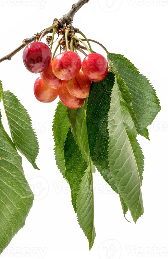 cereja pendurada em um galho com folhas isoladas em branco foto