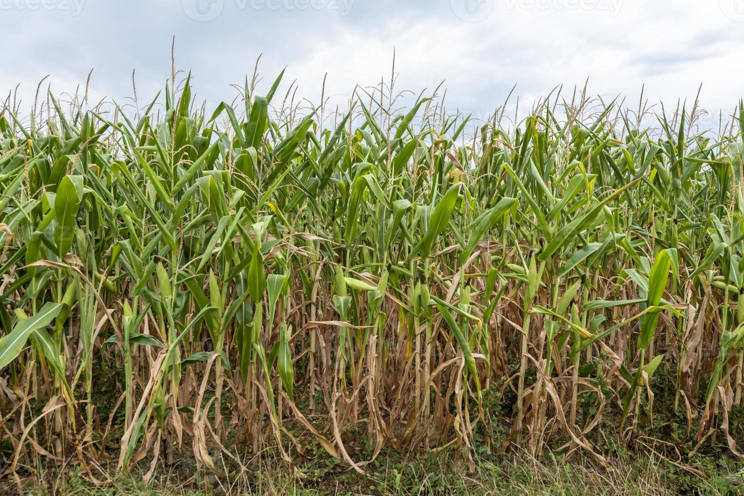 plantas de milho maduras cultivadas em fileiras em um campo com céu nublado foto