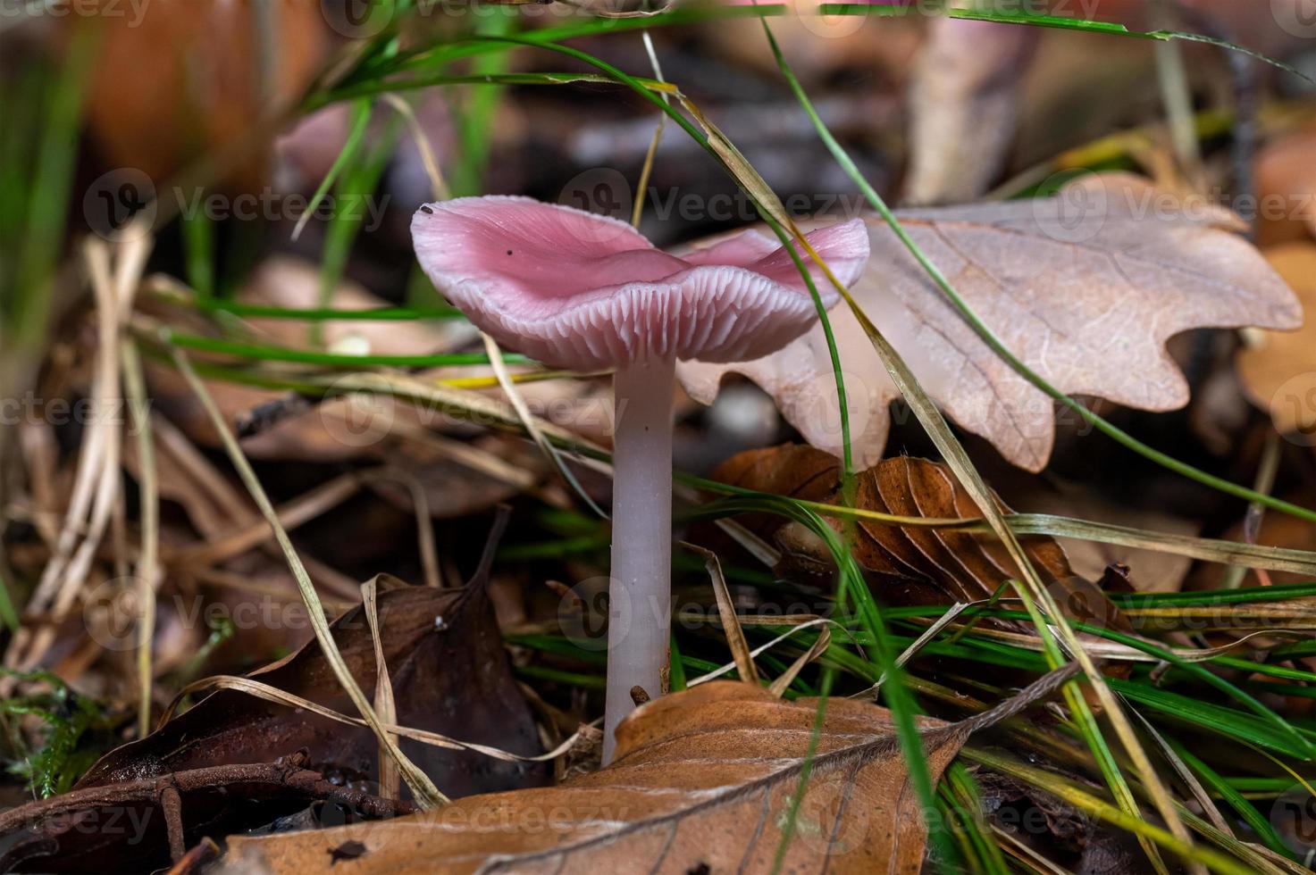 funil de laca roxa entre folhas e agulhas de pinheiro no chão da floresta foto