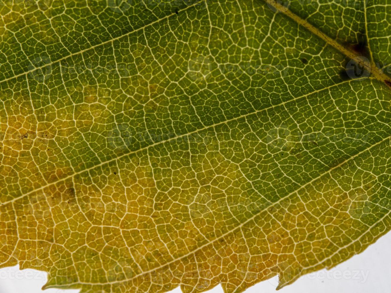 lado inferior de uma folha outonal translúcida em diferentes tons foto