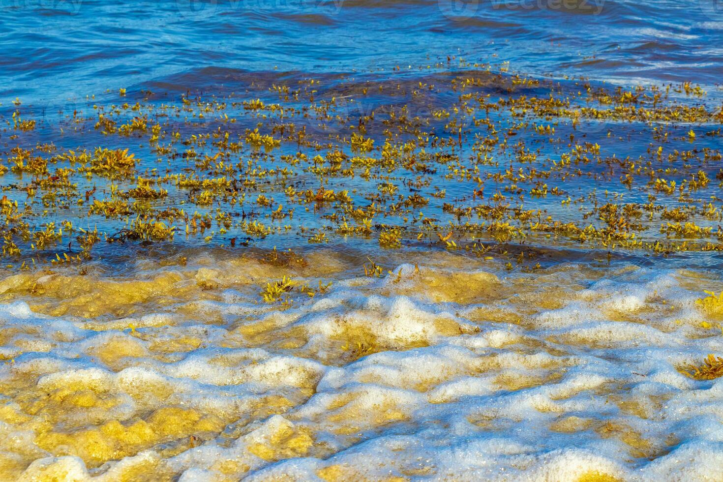 bela praia caribenha totalmente imunda, suja, desagradável, problema de algas, méxico. foto