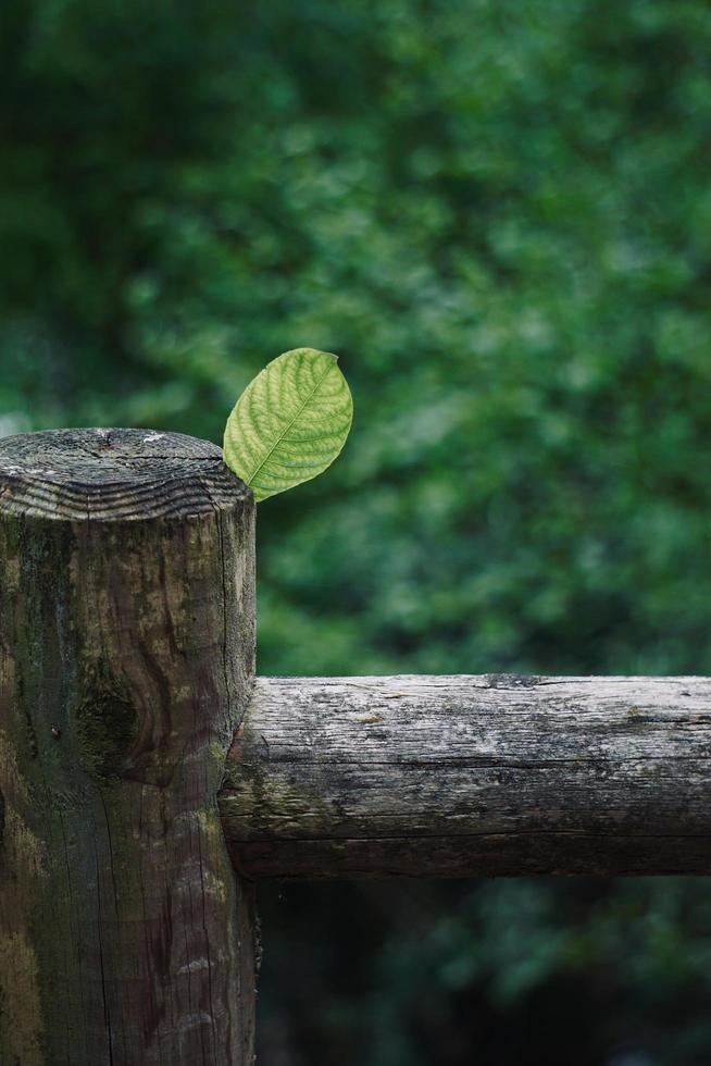 folha verde no tronco na primavera foto