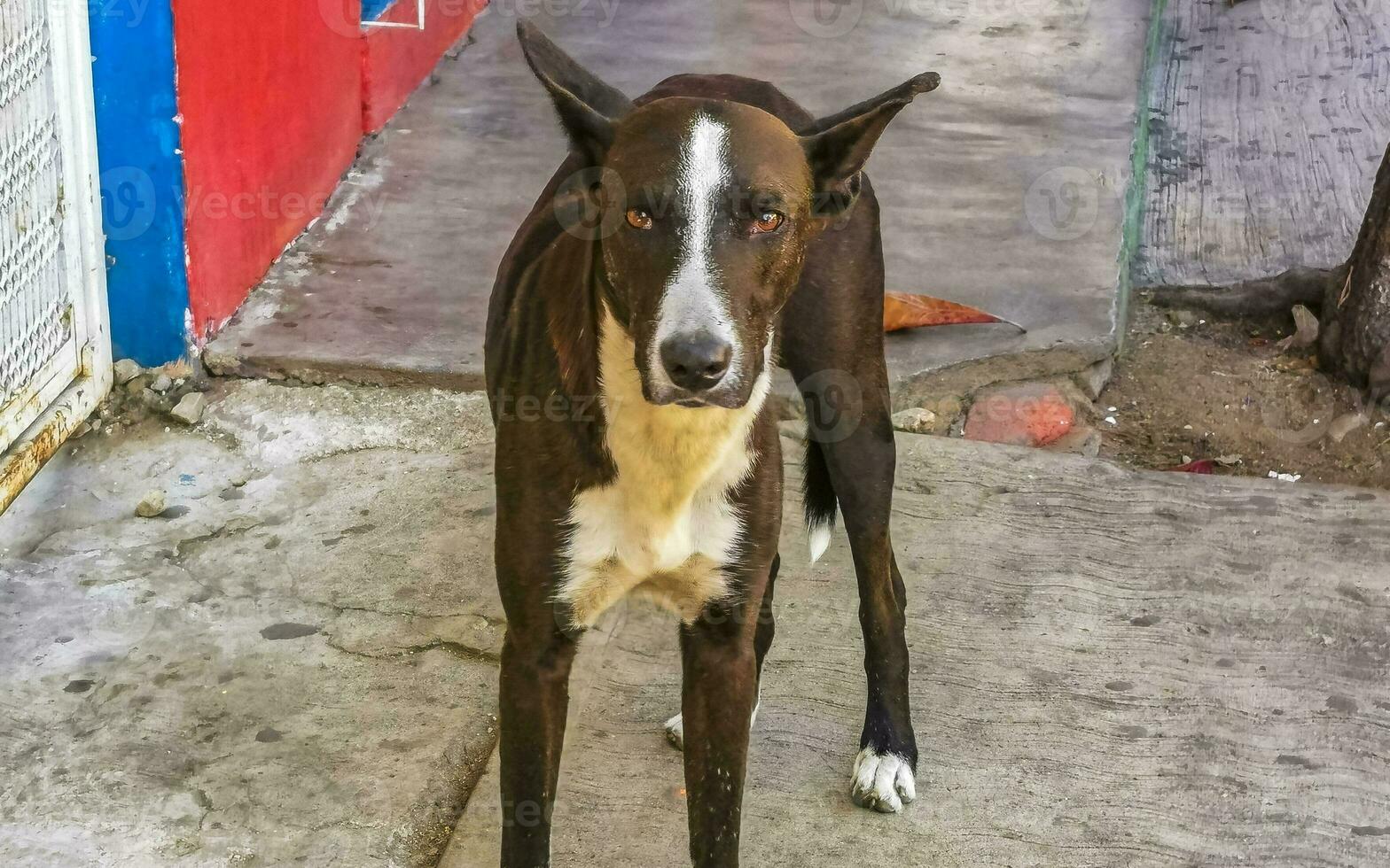 lindo amigáveis olhando disperso cachorro animal dentro porto escondido México. foto