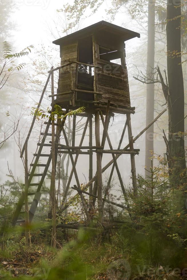 caçador de madeira empoleirado na orla da floresta em meio à neblina em uma floresta de pinheiros outonal foto