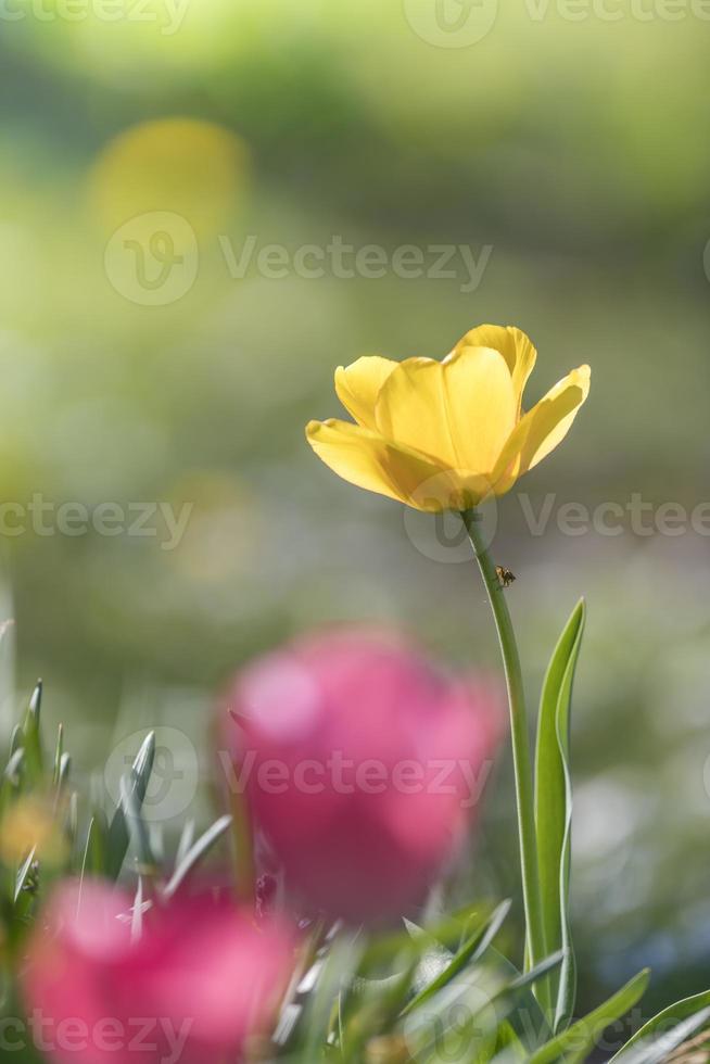 tulipa amarela na luz de fundo contra um fundo verde foto