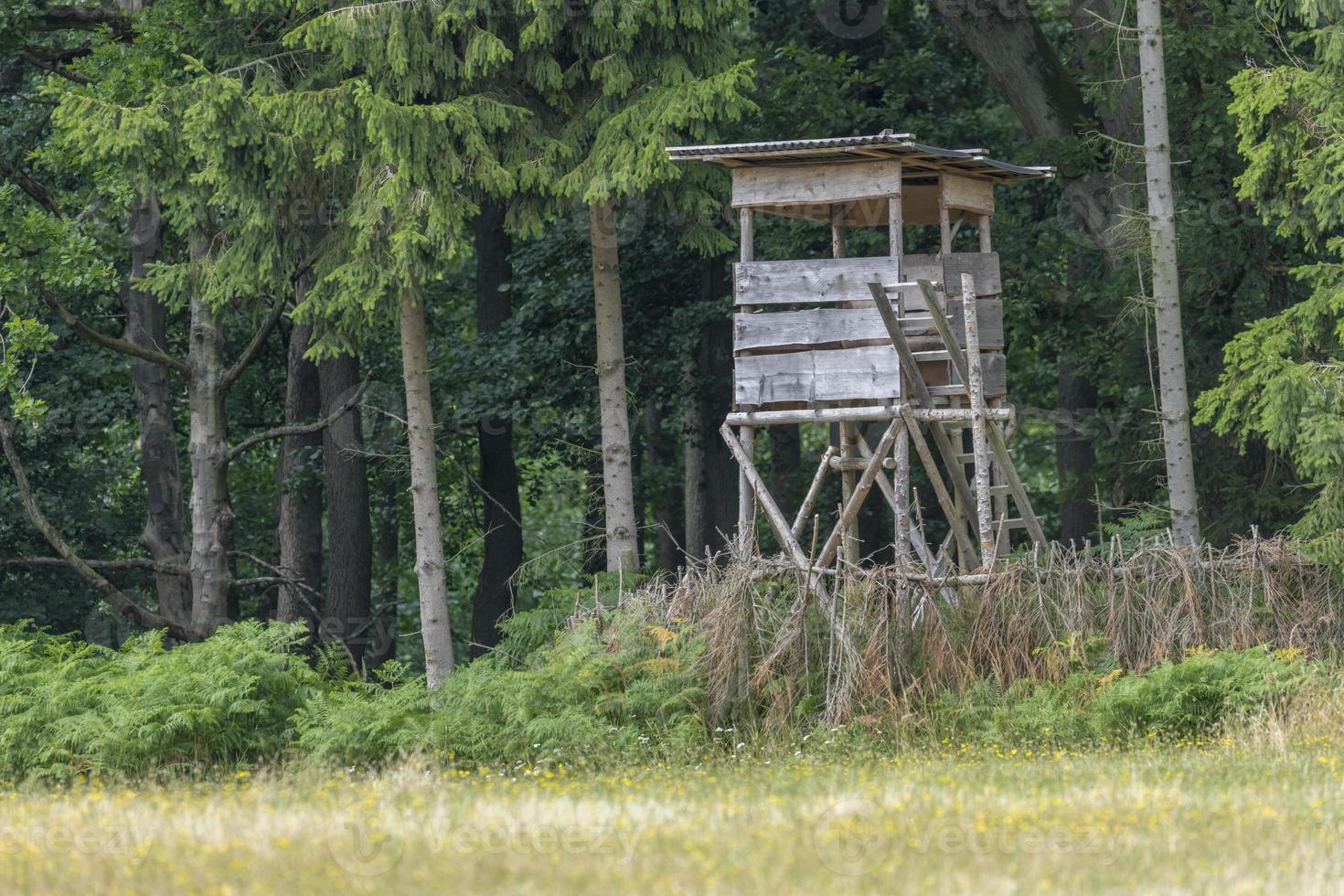 assento alto de caçador à beira da floresta em frente a um prado com fundo verde foto