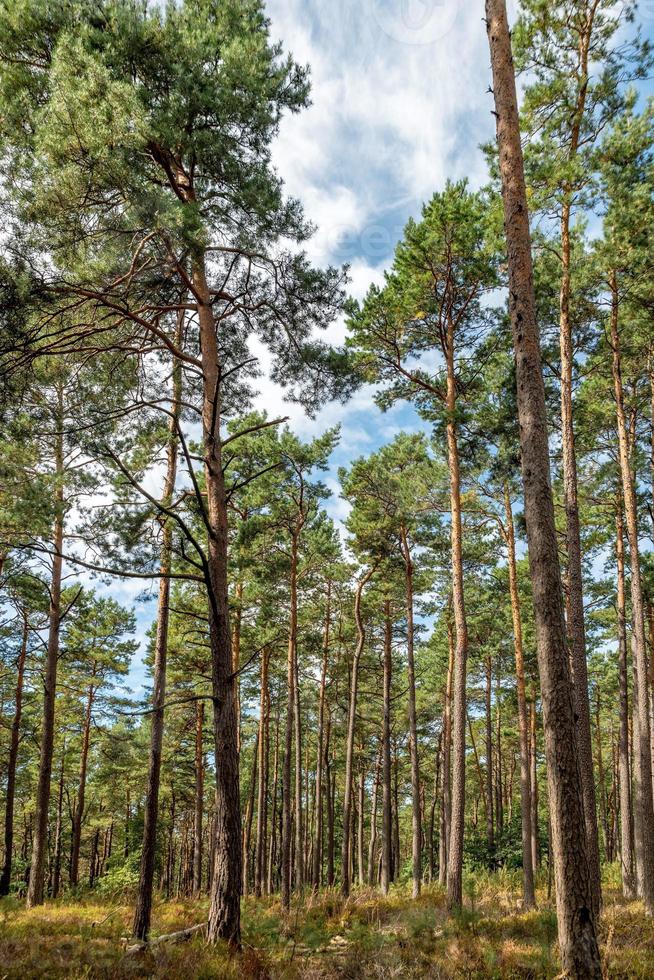 floresta de pinheiros brilhante com céu azul e samambaias foto