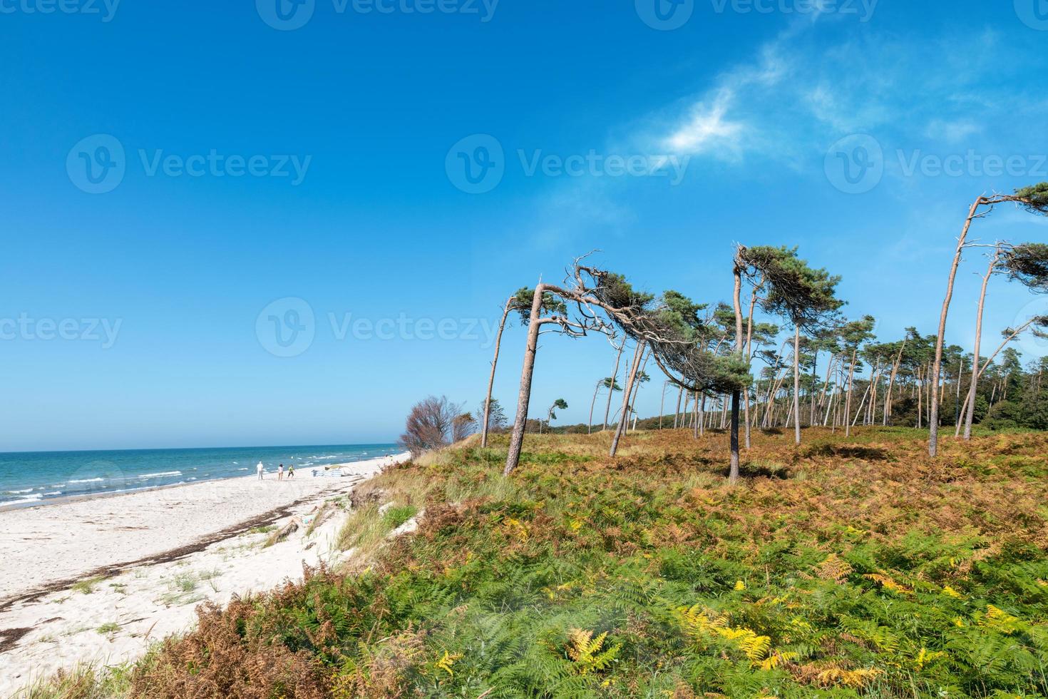 floresta de pinheiros na costa báltica alemã com dunas e areia foto