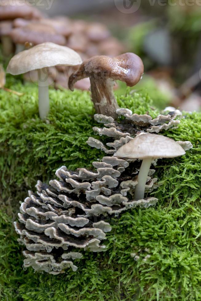 vários cogumelos crescem em um velho tronco de árvore no musgo foto