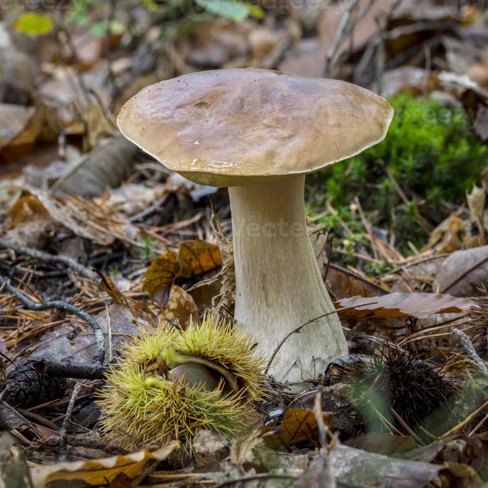 um boleto nas folhas cobriu o solo da floresta foto