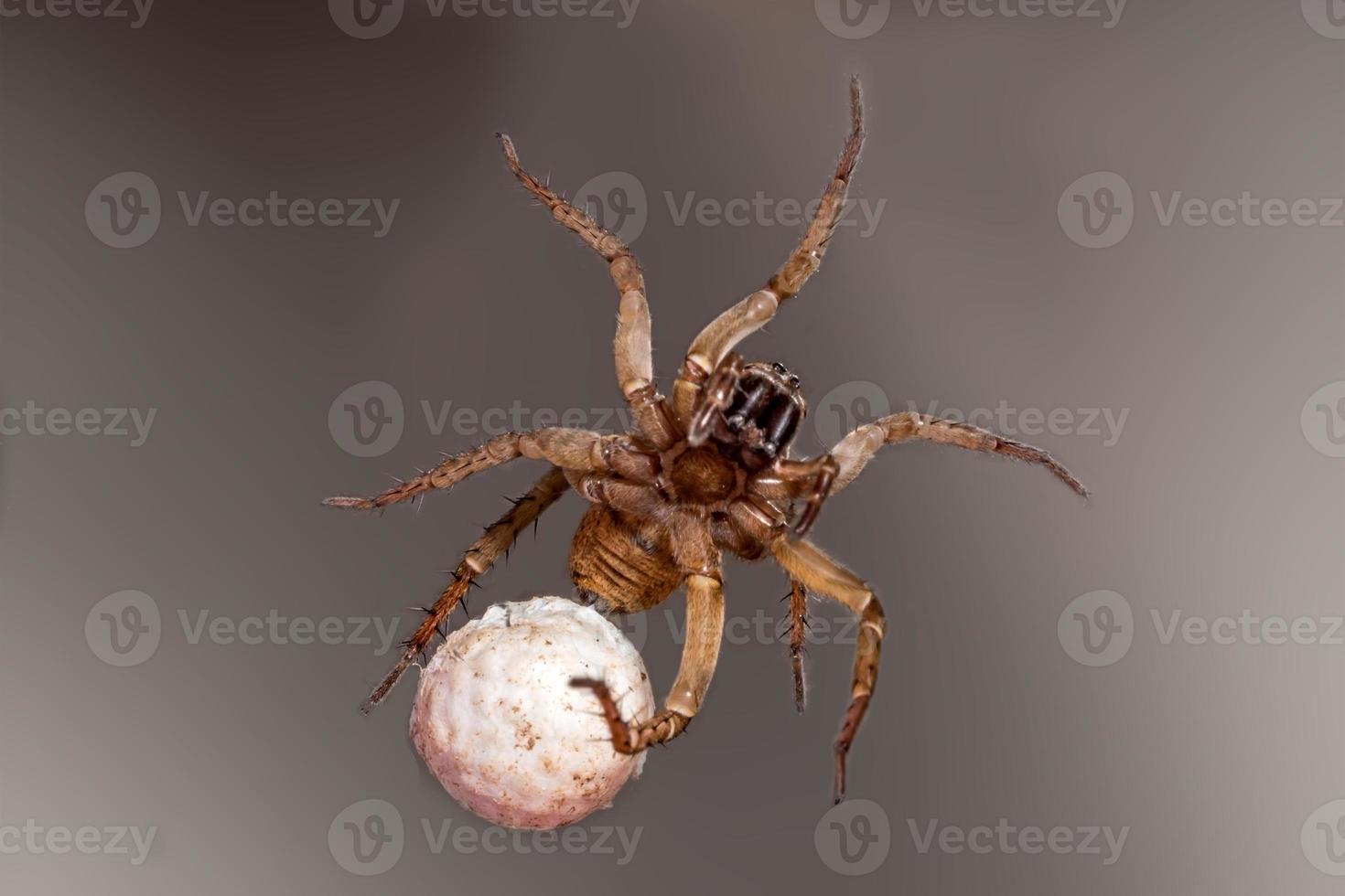 aranha com ovos em fundo cinza deitada de costas foto