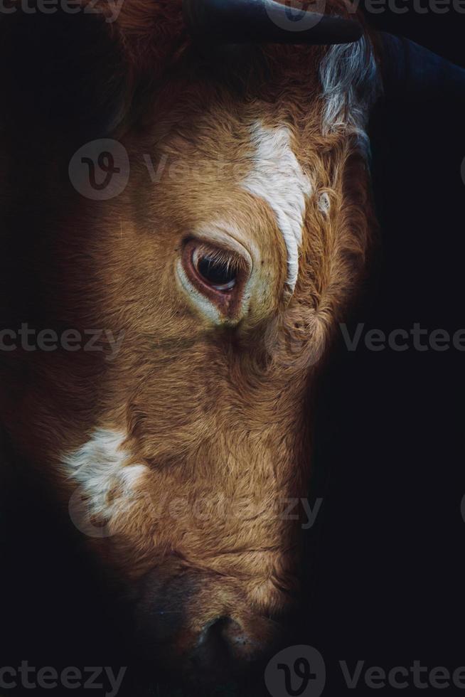 lindo retrato de vaca marrom no prado foto