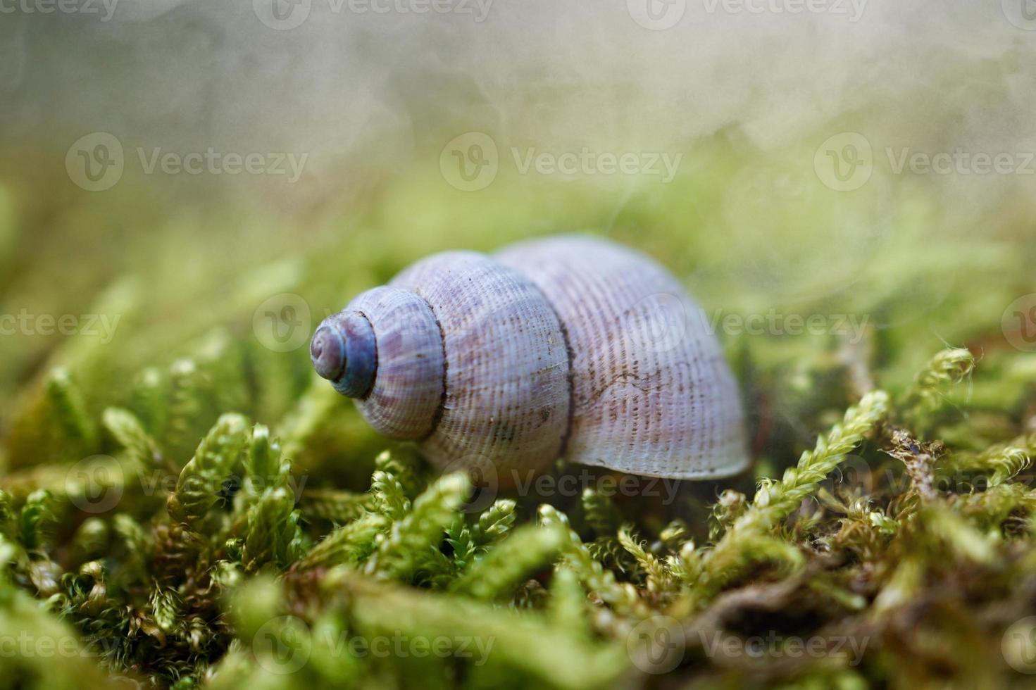 pequeno caracol branco na natureza foto