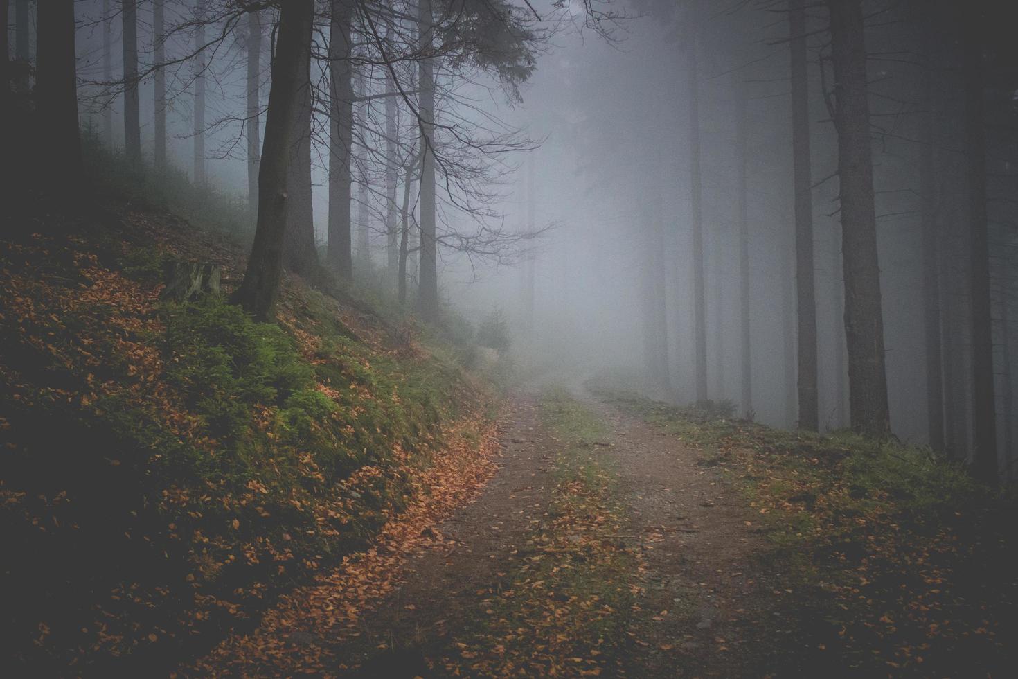caminho escuro em uma floresta nublada de outono foto