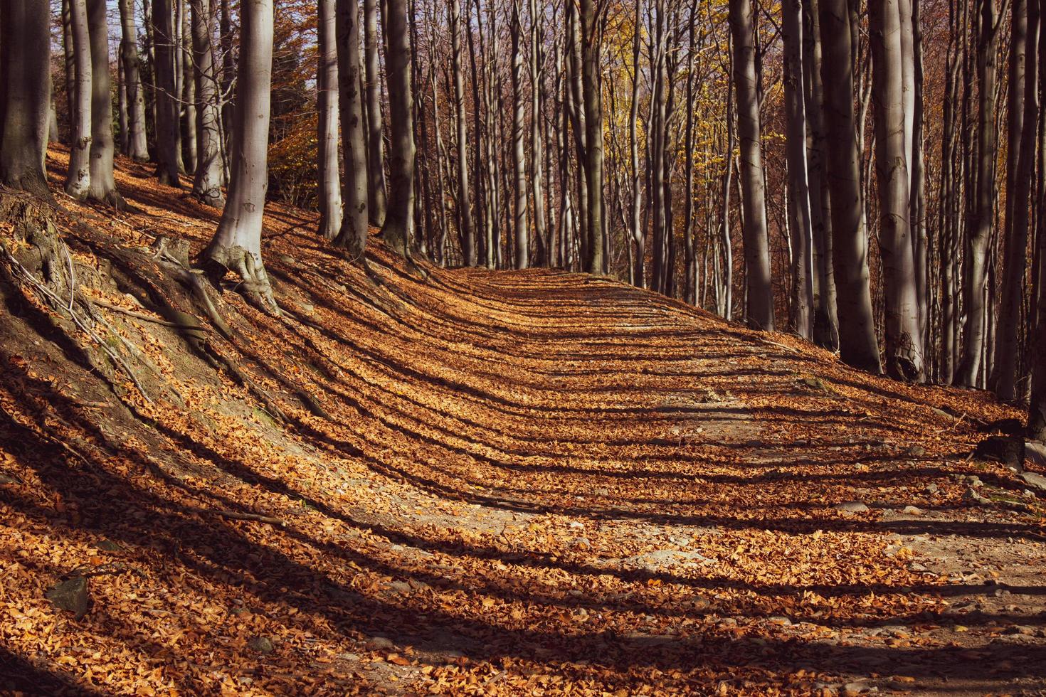floresta de outono e árvores lançam longas sombras foto