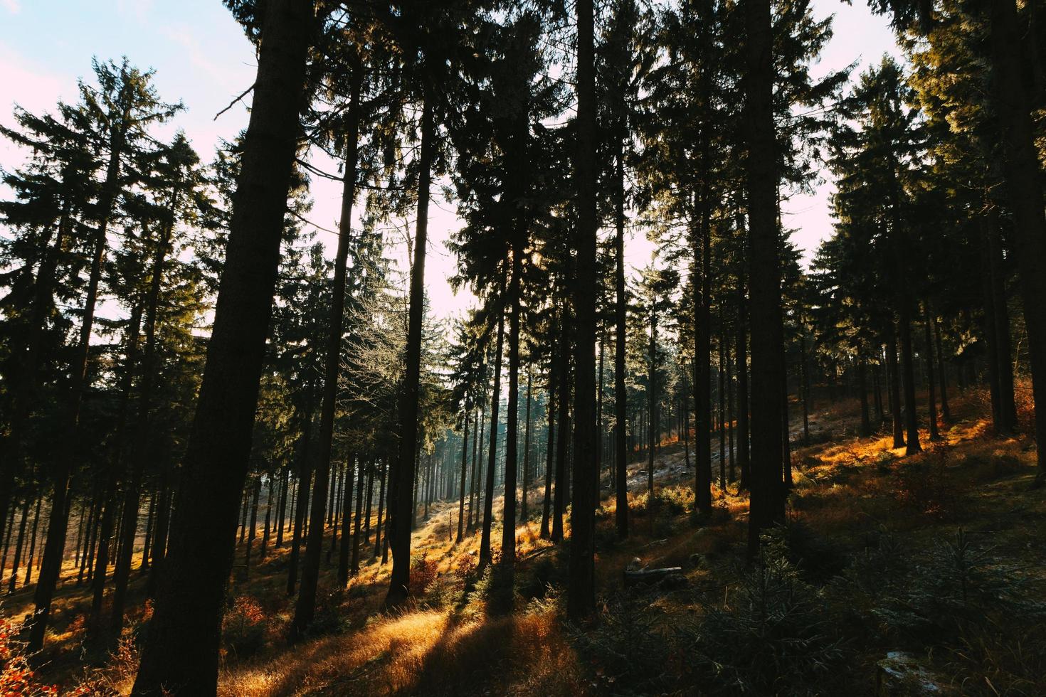 árvores altas e raios de sol foto