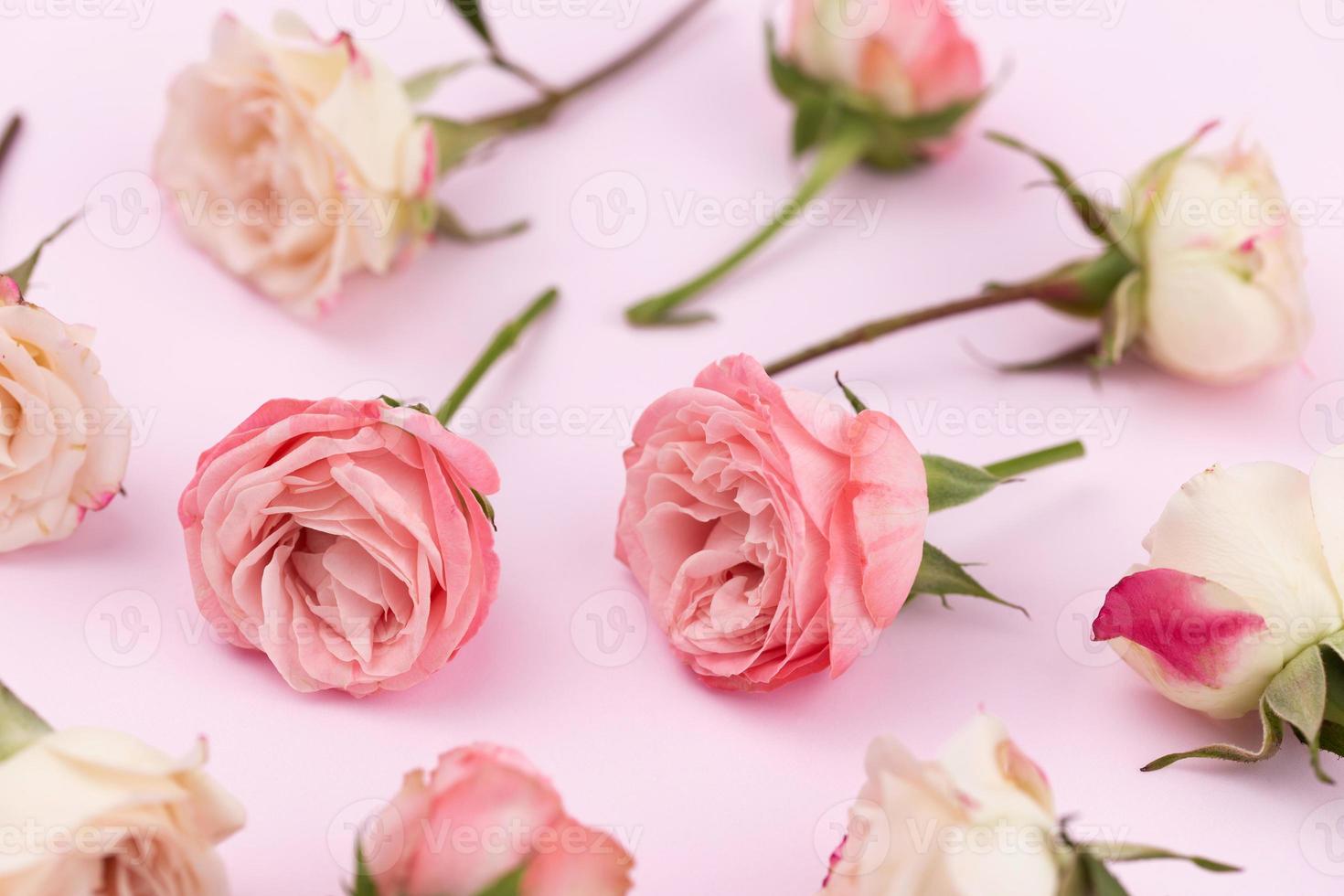 fundo ou padrão de muitas rosas delicadas de branco e rosa foto