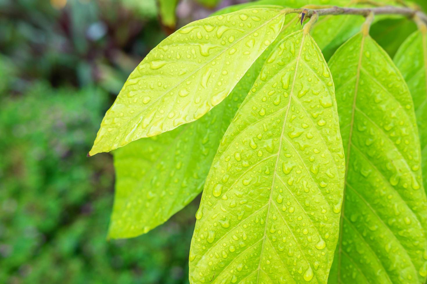 o fundo das gotas de chuva nas folhas foto