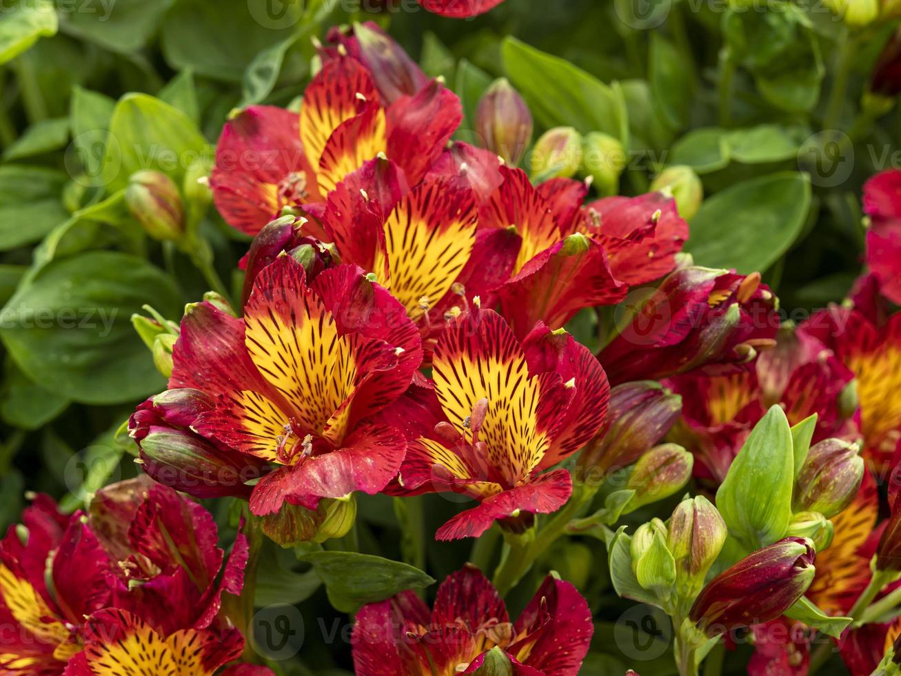 anã alstroemeria lírio peruano, pequena senhorita isabel foto