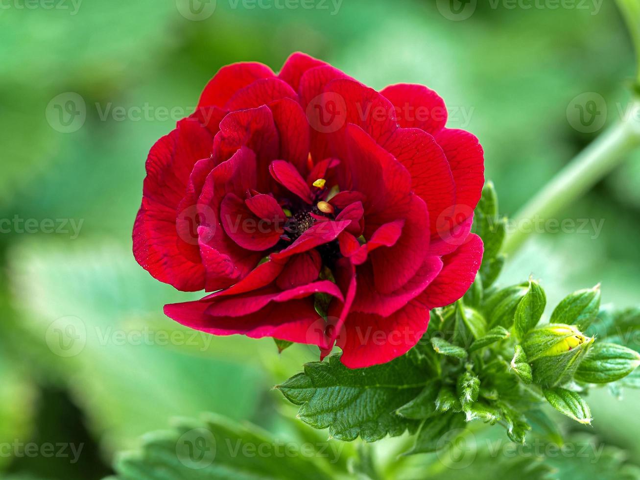 linda flor vermelha potentilla flamenca em um jardim foto