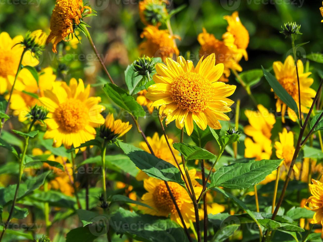 girassóis de helianthus sob a luz do sol em um jardim foto