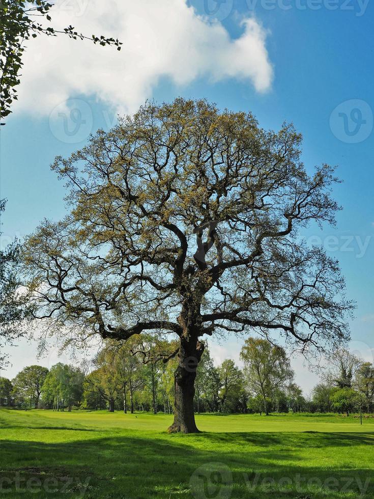 carvalho com folhas novas da primavera em um campo verde foto