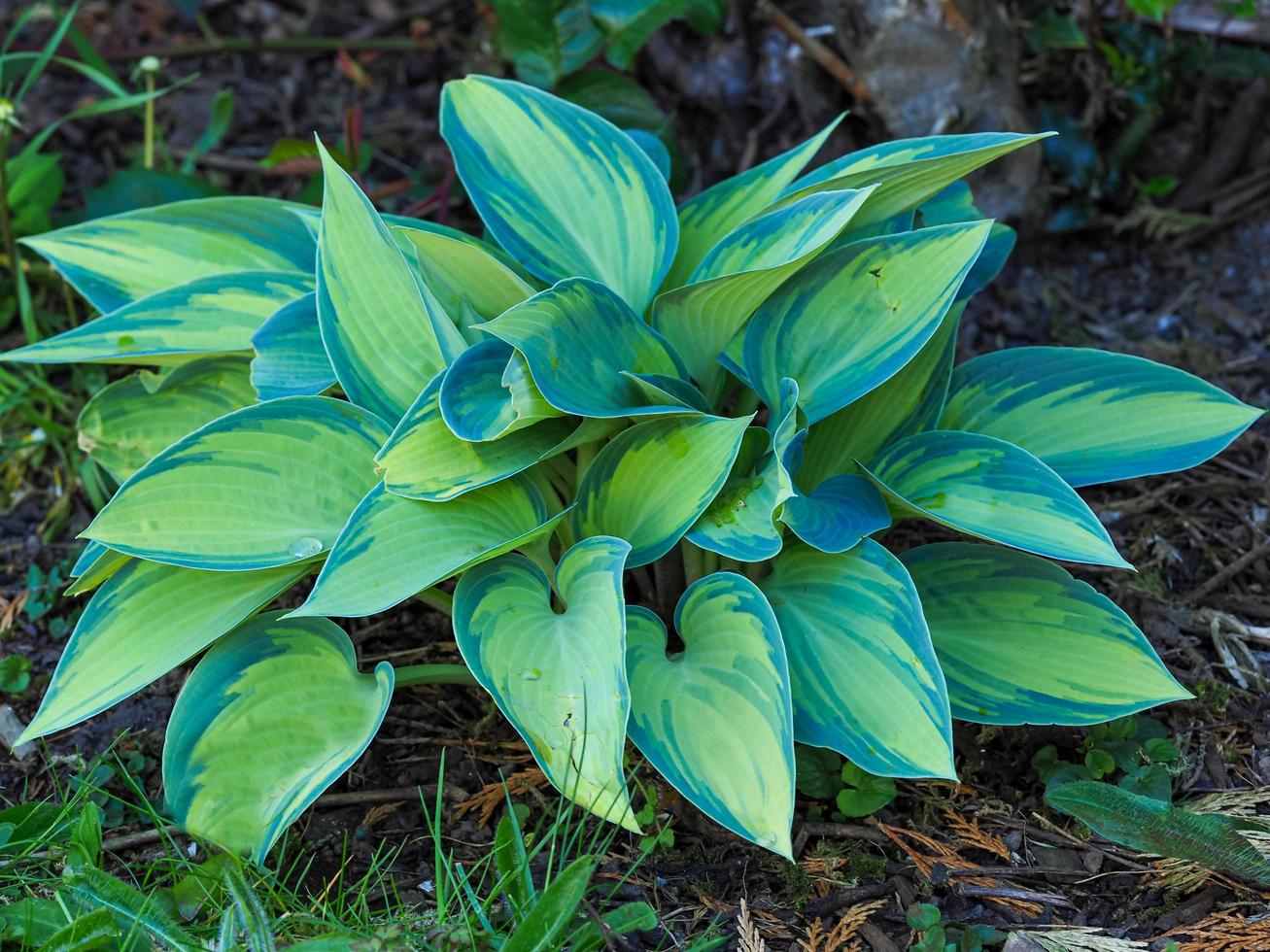 planta hosta com folhas verdes e amarelas variegadas foto