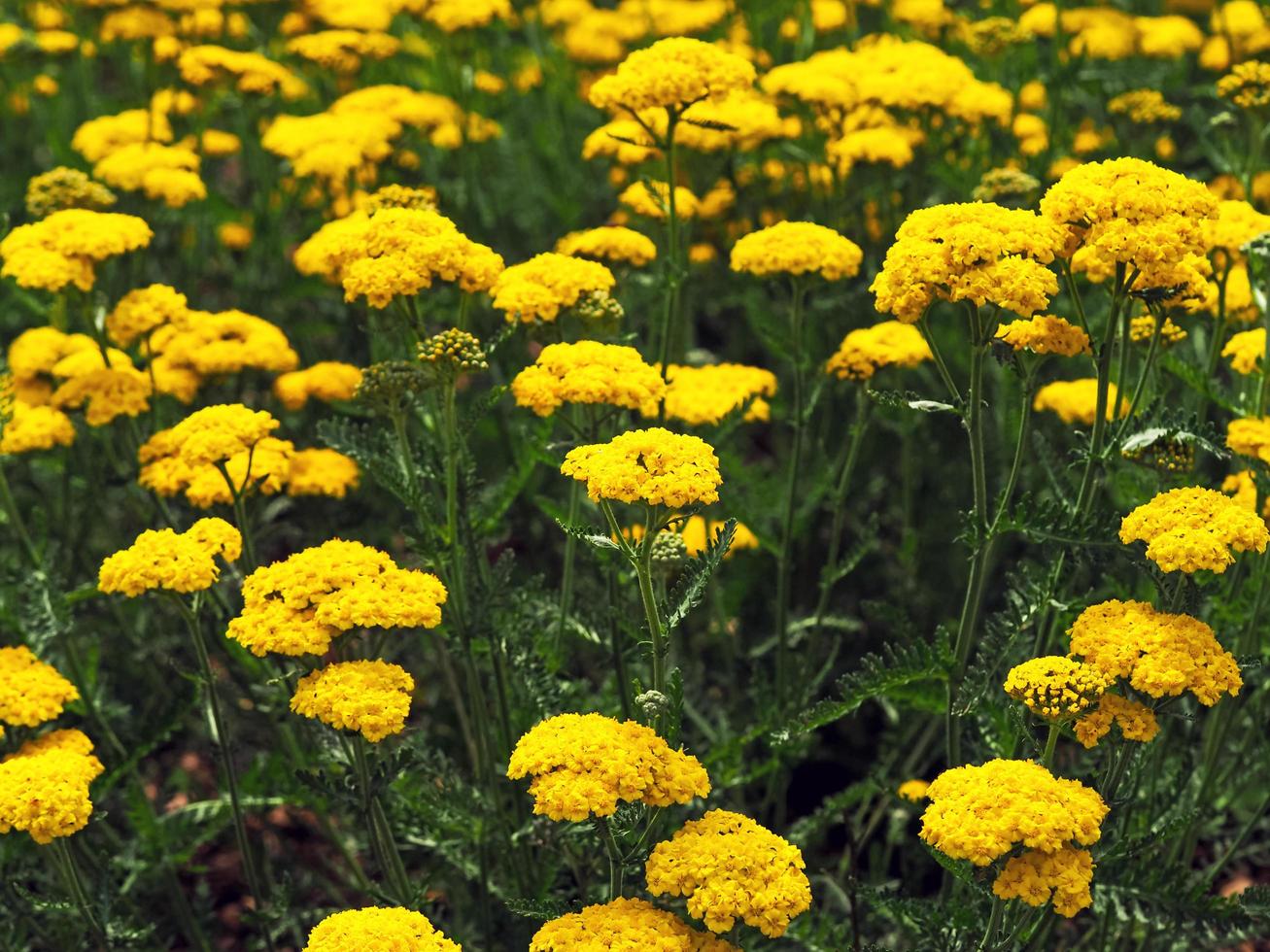 jardim amarelo brilhante flores mil-folhas achillea filipendulina foto