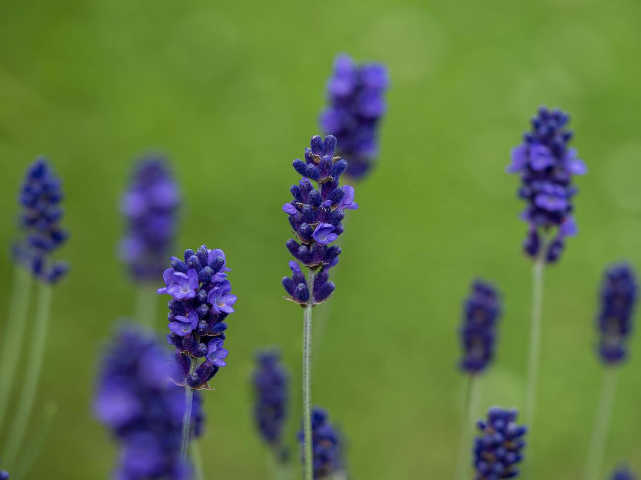 closeup de flores de lavanda variedade hidcote azul 2438186 Foto de stock  no Vecteezy