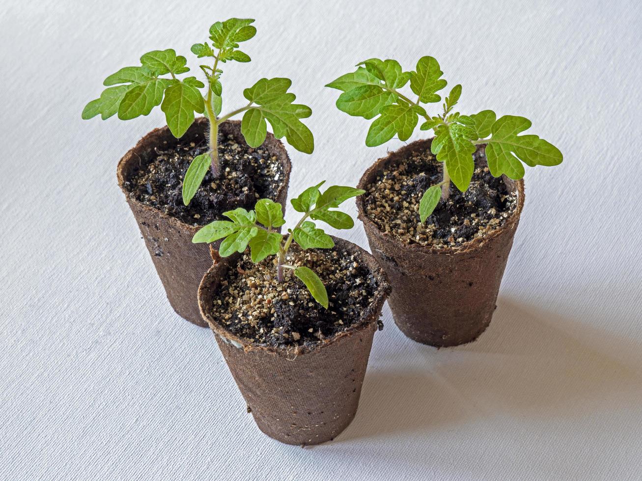 três mudas de tomate crescendo em vasos de fibra foto