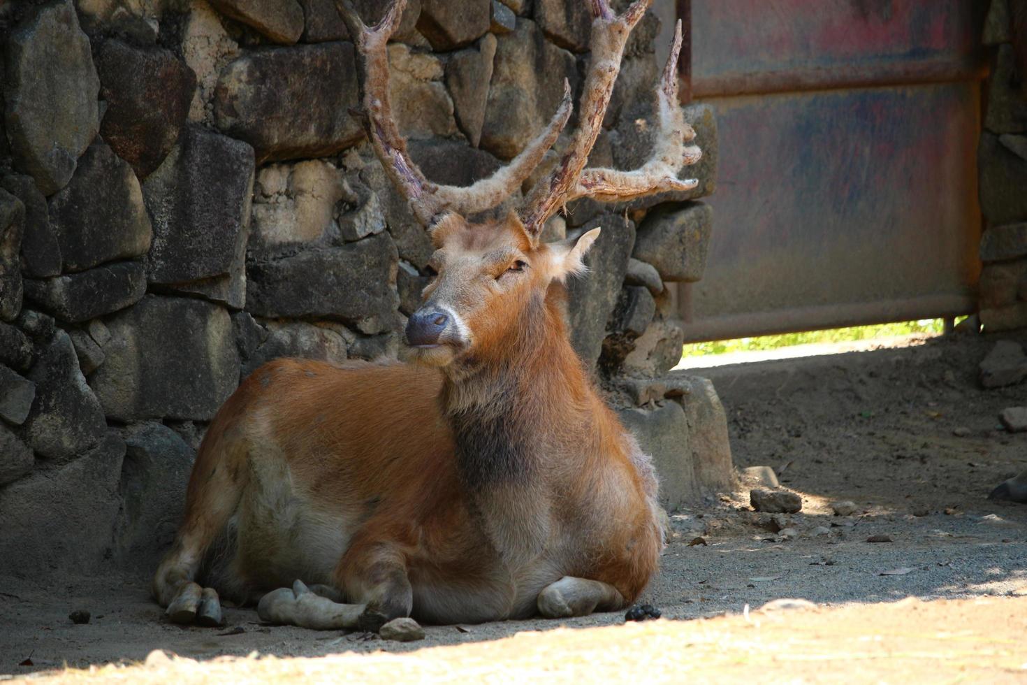 veado no parque do zoológico foto