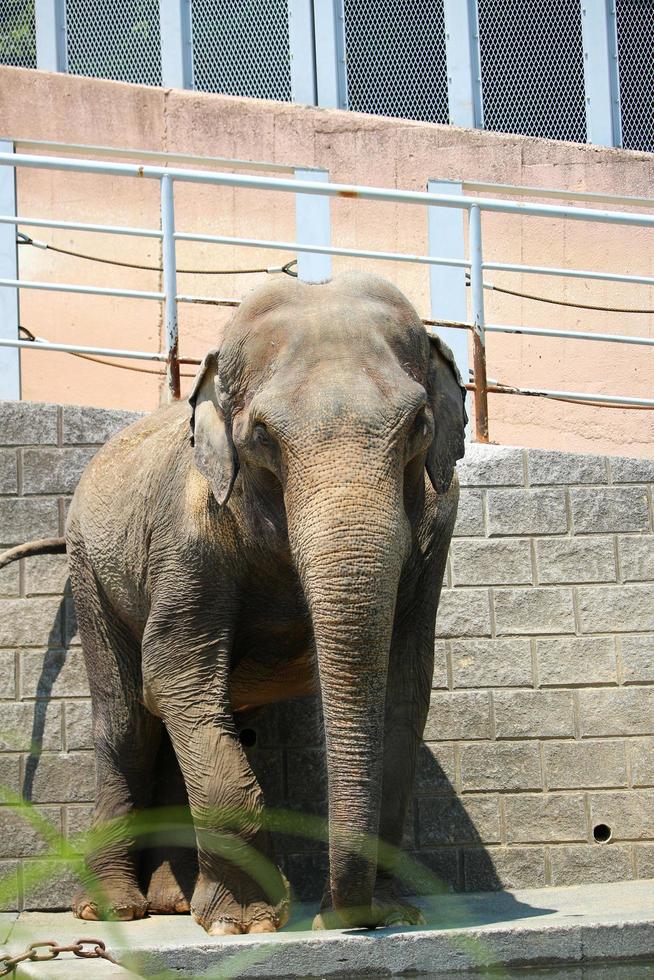 um elefante africano no parque do zoológico foto