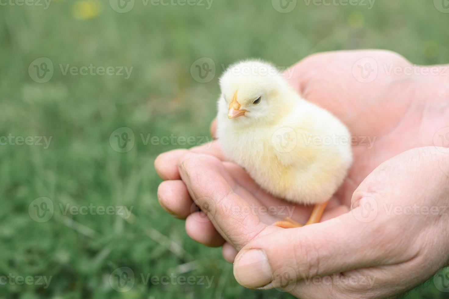 Pinto recém-nascido segurando as mãos de um agricultor adulto foto