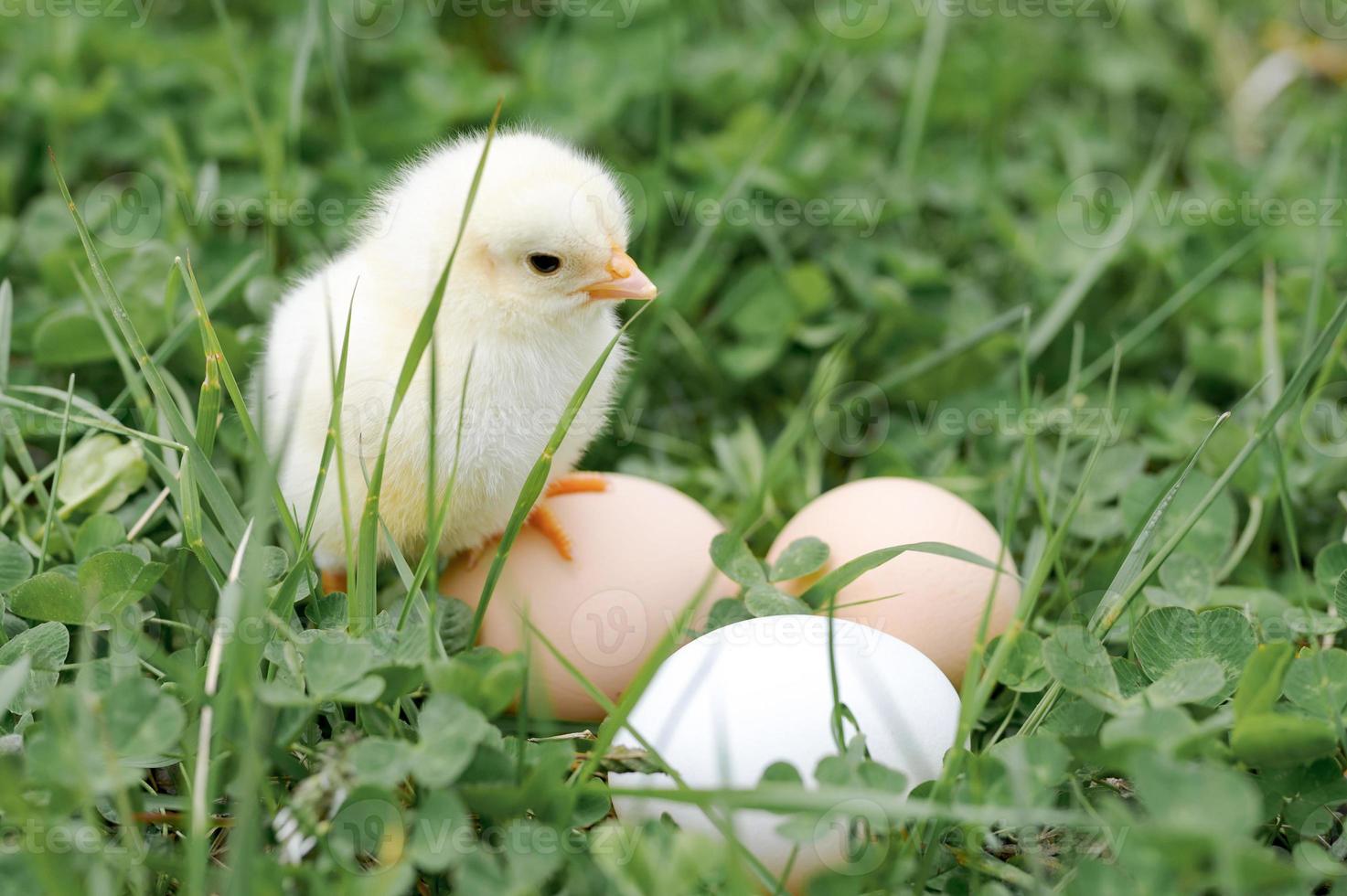 pinto galinha ovos fazenda grama páscoa feliz natureza foto